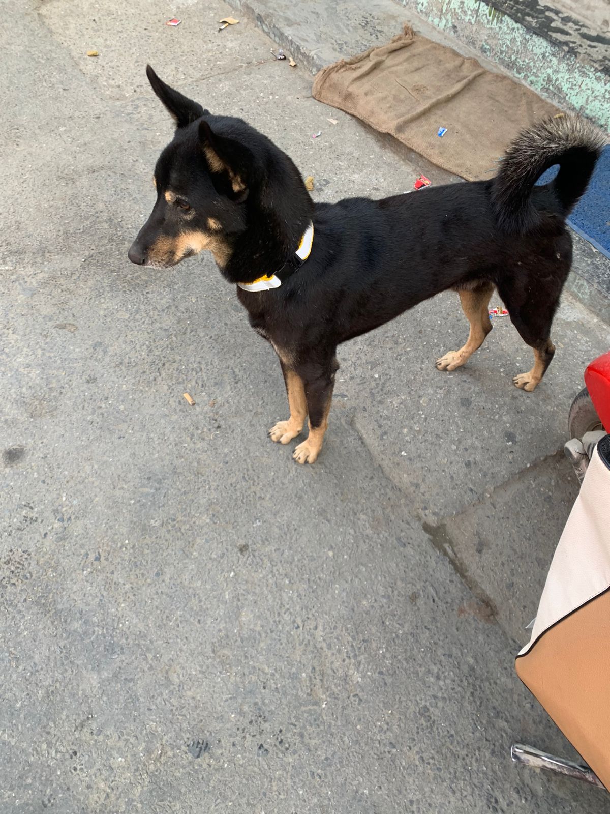 Glow for Life-500 Reflective Dog Collars put on Dogs